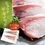 壱岐産 ヒラマサ フィレ 2kgから3kg