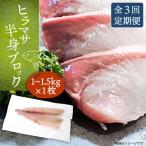 壱岐産 ヒラマサフィレ 約1から1.5kg