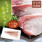 壱岐産 ヒラマサフィレ 約1から1.5kg