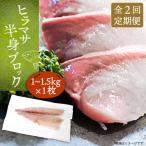 壱岐産 ヒラマサフィレ 約1から1.5kg