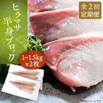 壱岐産 ヒラマサ フィレ 2kgから3kg
