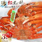 活紅ズワイガニ 特大サイズ 3尾