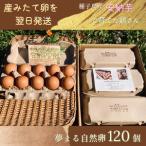 種子島 平飼い 産み立て たまご 夢まるガーデン