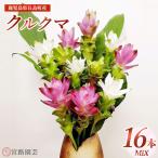 宮路園芸 夏を彩るクルクマ 16本ミックスセット