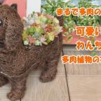 まるで多肉の宝石箱♪チビわんこの多肉植物