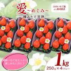 いちご 摘みたて完熟 愛~めぐみ~ 約250g×4トレー