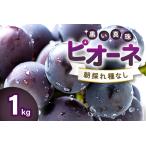A-770 朝採れ種なしぶどうピオーネ 1kg