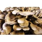 fu.... налог A-532 сезон. .....(800g и больше )[ овощи .. . грибы Mai ..... мой take800g и больше 2 АО низкий калории здоровье красота рефрижератор ] Shimane . рисовое поле город 