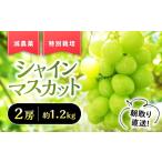 ショッピングふるさと納税 シャインマスカット ふるさと納税 『特別栽培』シャインマスカット 約1.2kg 減農薬 山梨シャインマスカット 山梨県甲斐市