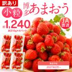 訳あり 小粒いちご あまおう 合計約1240g 約310g×4パック