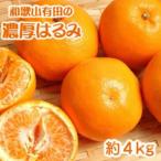 和歌山有田の濃厚はるみ 約4kg