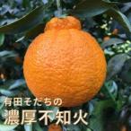 有田育ちの濃厚 不知火 デコポン と同品種