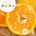 極甘 柑橘有田育ちの濃厚 ポンカン 5kg+200g