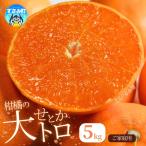 せとか 柑橘王国和歌山のせとか ご 約5kg