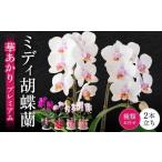 蘭 胡蝶蘭 ミディ胡蝶蘭 華あかり プレミアム
