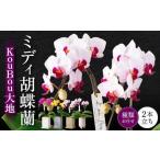 蘭 胡蝶蘭 ミディ胡蝶蘭 KouBou 大地