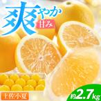 厳選 土佐小夏 約2.7kg