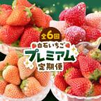 プレミアム いちご食べ比べ いちご IAP023