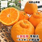 有田育ちの濃厚 不知火 デコポンと同品種