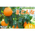 ふるさと納税 紅まどんなと同品種!<とびっきりの愛媛 まどんな(11〜14玉)> マドンナ 愛媛果試第28号 果物 柑橘 フルーツ 期間 旬 季節限定 .. 愛媛県西予市