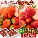 さがほのか&いちごさん 2種定期便 いちご