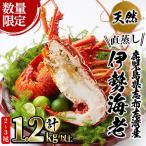 志布志湾産 天然の伊勢海老 計1.2kg以上