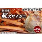 新湊産紅ズワイガニ約600g×2尾 ずわい蟹