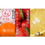 丸亀自慢のフルーツ 苺 はっさく フルーツ