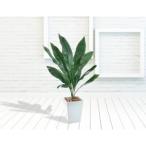 fu.... налог человеческий труд декоративное растение - Ran белый полимер горшок S размер есть префектура Hyogo город Kobe 