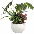 fu.... налог человеческий труд декоративное растение монстера .... Jean gru pot префектура Hyogo город Kobe 