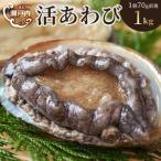 瀬戸内あわび 活 1kg