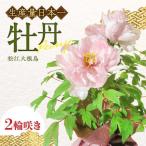 牡丹 1鉢 花 大根島 ぼたん 2輪咲き