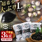 しじみ 地元でも入手困難なレアサイズ 宍道湖産ヤマトシジミ