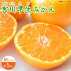 宮川早生みかんMサイズ約5kg
