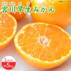 宮川早生みかんLサイズ約5kg 温州みかん