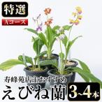 えびね蘭 3本~4本 Aコース 苗 鉢入り