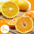 R9年 予定 ご スィートスプリングとはるみセット 5kg