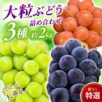 シャインマスカット 大粒ぶどう3種詰め合わせ