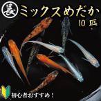 ミックスめだか 10匹