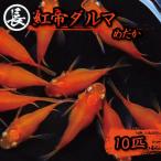 紅帝ダルマ 10匹