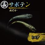 サボテン 1ペア めだか
