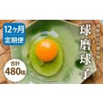 球磨球子 40個入×12回 鶏卵 卵 玉子 たまご