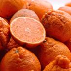 ふるさと納税 家庭用 不知火10kg＋250g（傷み補償分）［デコポンと同品種・人気の春みかん］［わけあり・訳あり］［IKE254］ 和歌山県九度山町