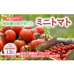 ふるさと納税 【定期便3回】 野菜ソムリエ岡田健志郎が育てた ミニトマト1.2kg以上定期便 トマト 野菜 熊本県産 新鮮 サラダ やさい とまと 八代.. 熊本県八代市