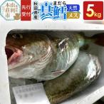 真鱈 5kg