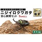 完璧育成 ニジイロクワガタ E-257