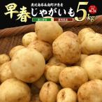 ホックホク甘さがある伊唐産早春じゃがいも 約5kg