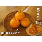 湯の花 ポンカン5kg箱セット