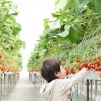 体験チケット いちご狩り親子チケット