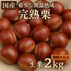 さぬき山都の低温熟成完熟栗 生栗 3Lサイズ 約2kg